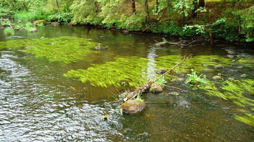 Taevaskoja Salamaa Põlva Exterior foto